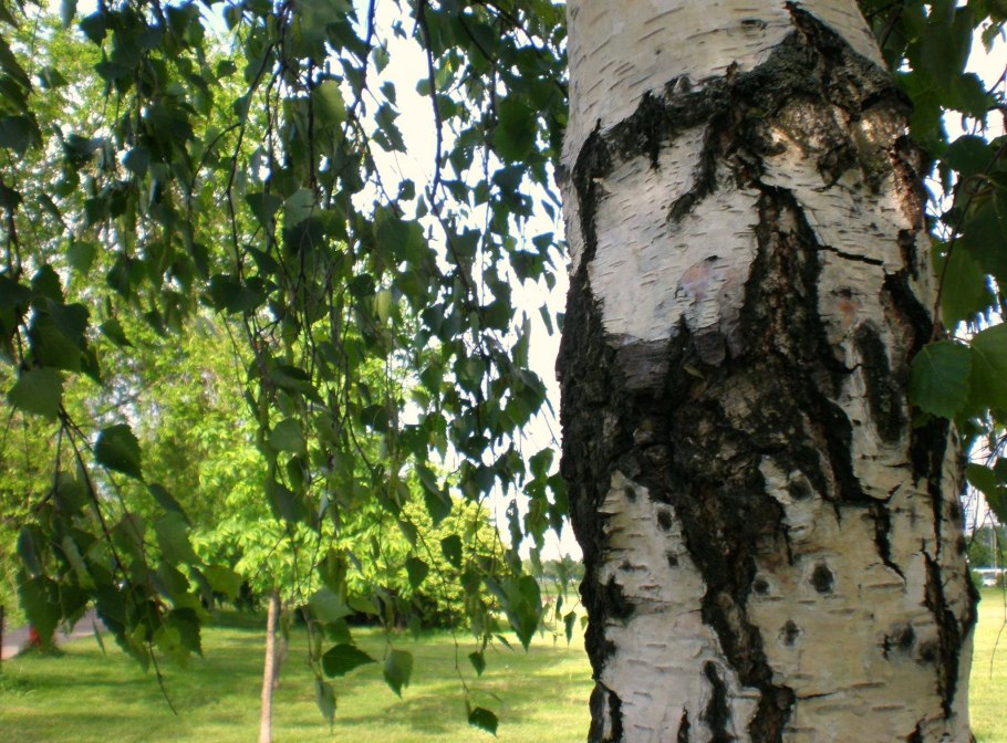 Береза бумажная Betula papyrifera