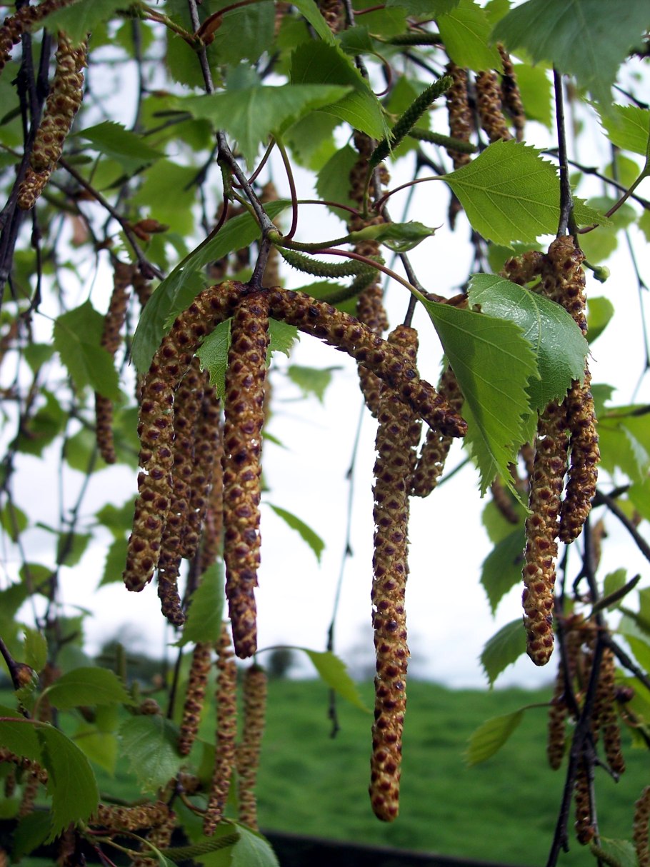 Береза повислая Betula pendula