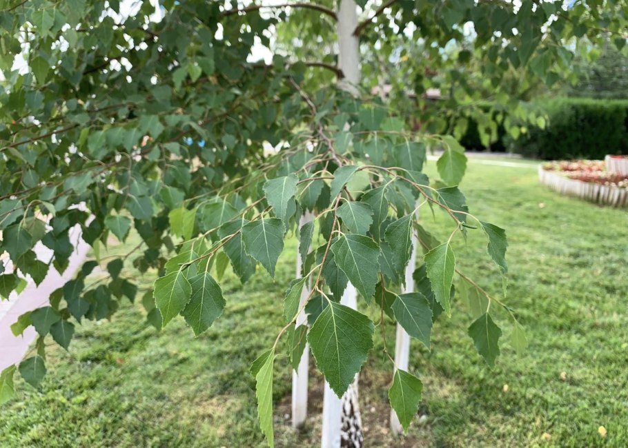 Betula pubescens листья