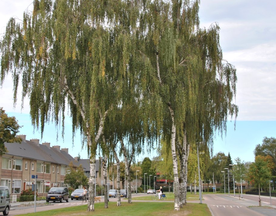 Береза повислая (бородавчатая) – Betula pendula
