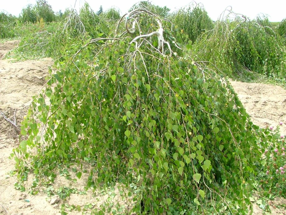 Береза повислая Betula pendula