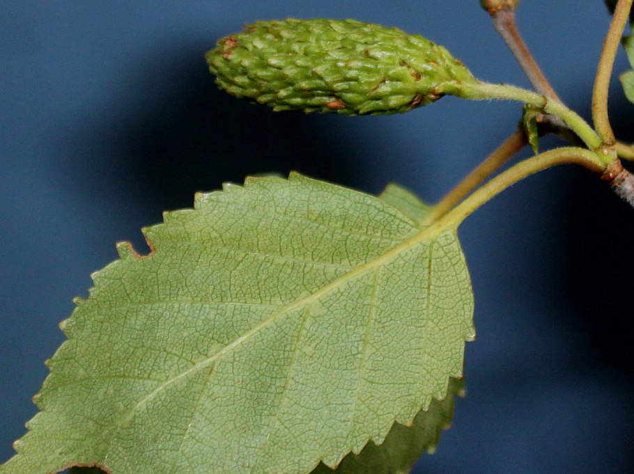 Береза повислая Betula pendula
