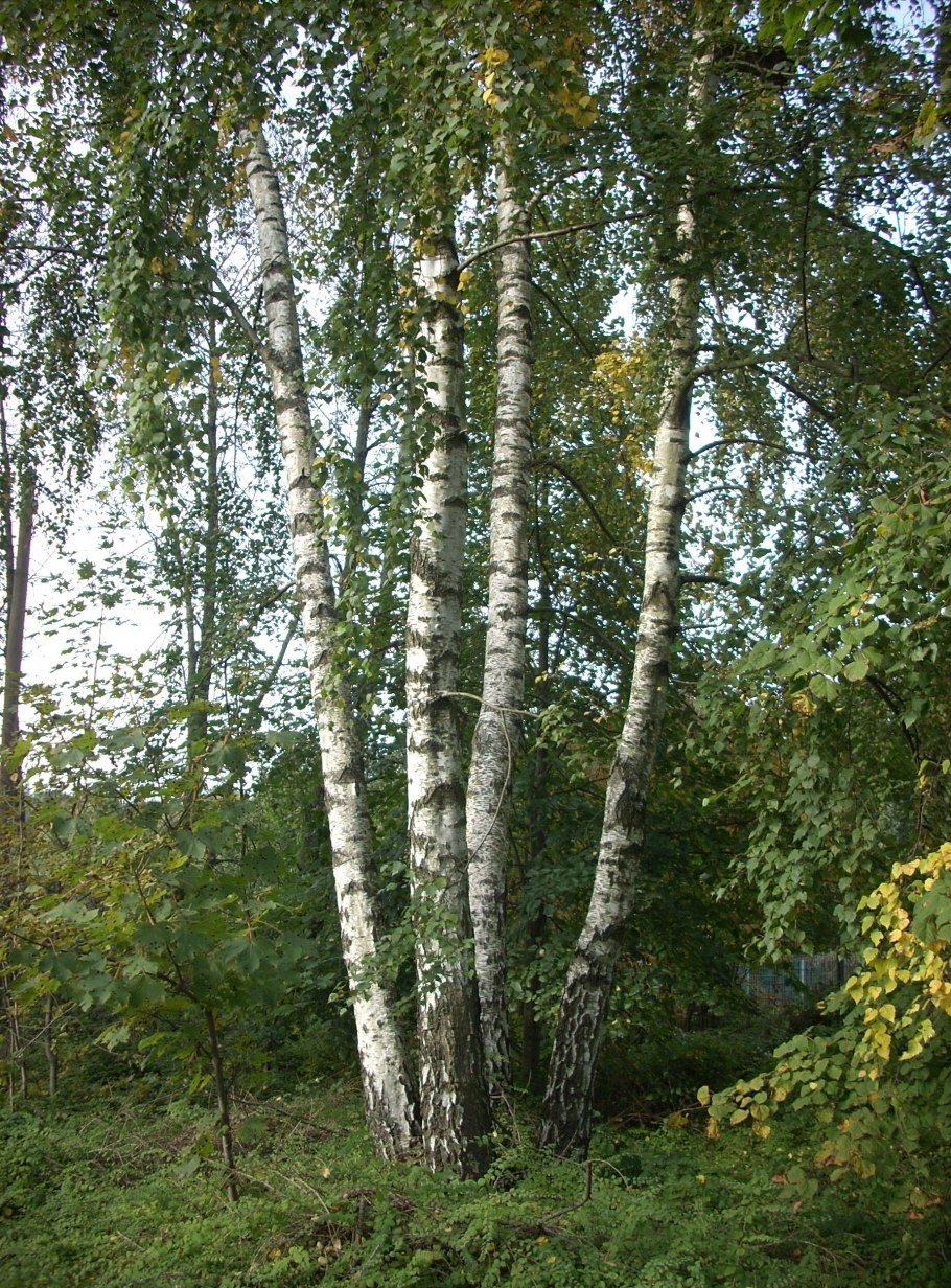Акация повислая
