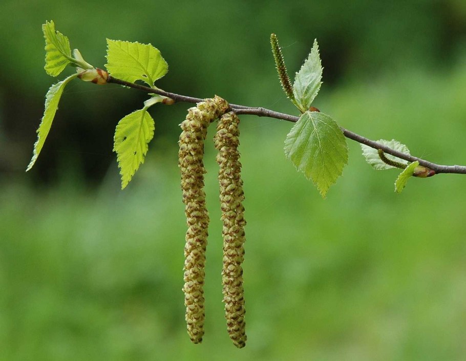 Береза повислая Betula pendula
