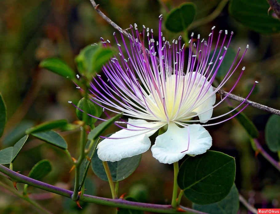 Каперсы приправа