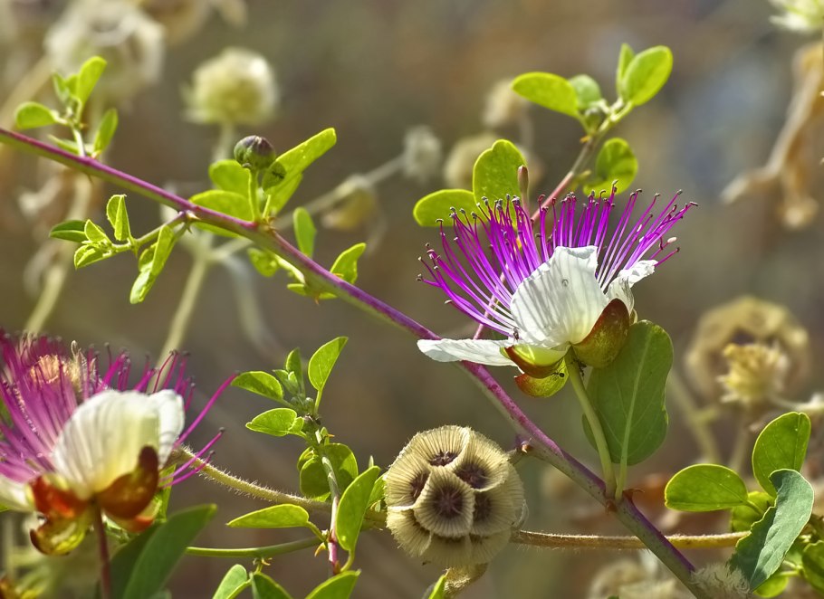 Каперсы острые