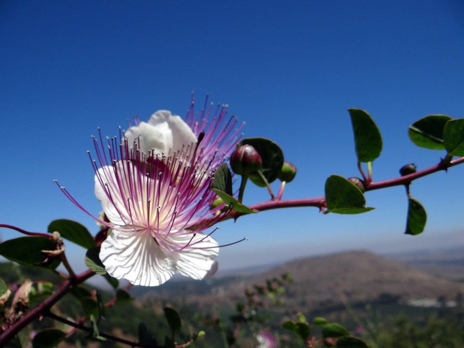 Каперсы "ITALCARCIOFI" Лакримелла без черенков в уксусе, 680/420 гр