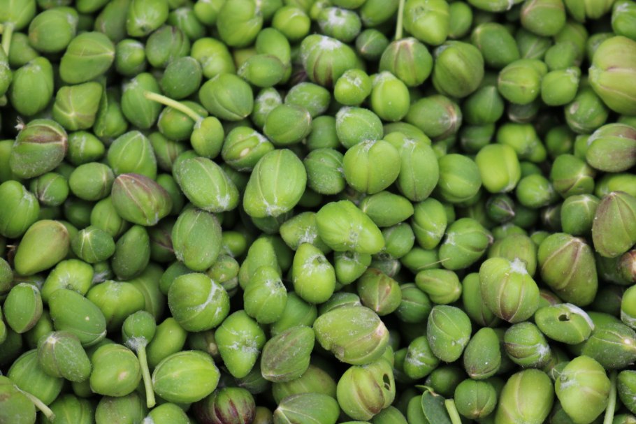 Каперсы травянистые