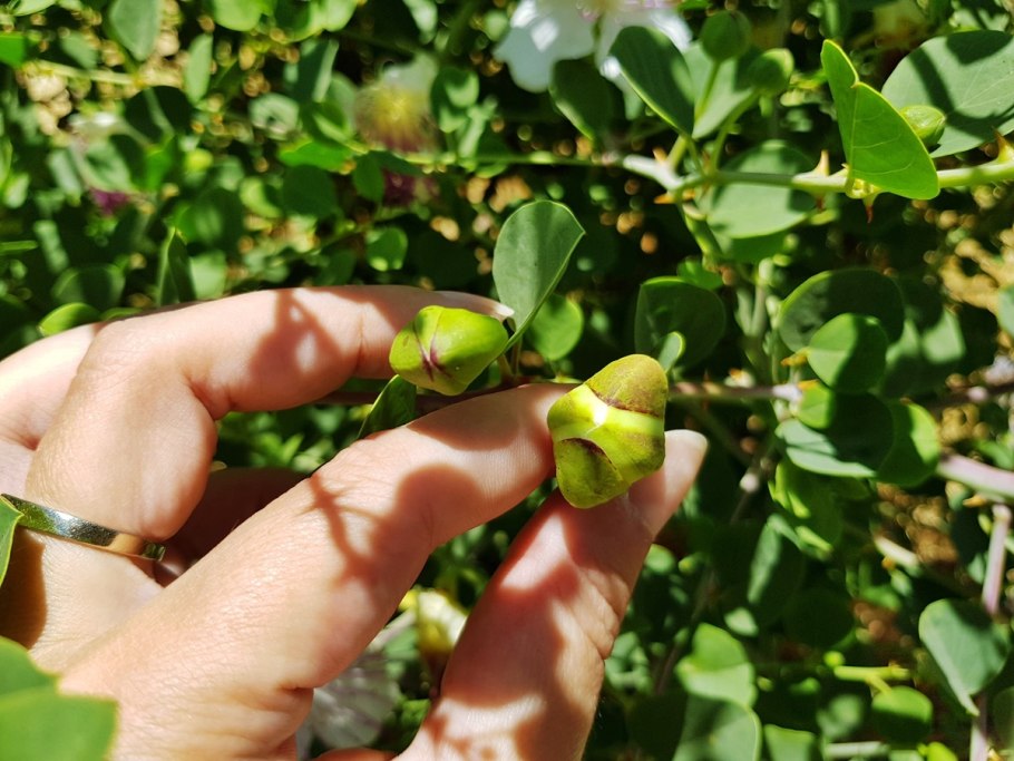 Дикий каперс