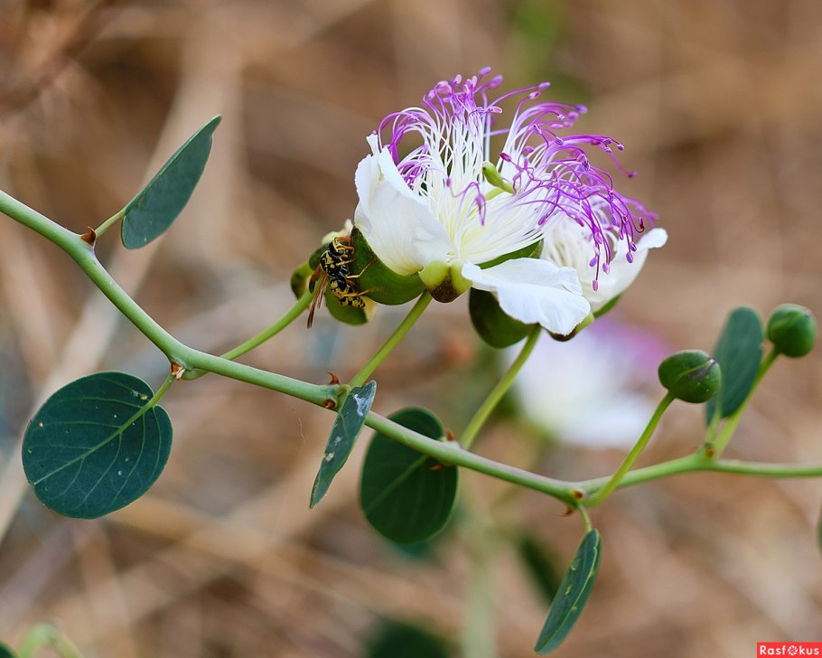 Каперсы capparis spinosa