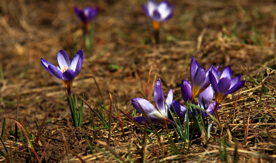 Шафран узколистный Крокус
