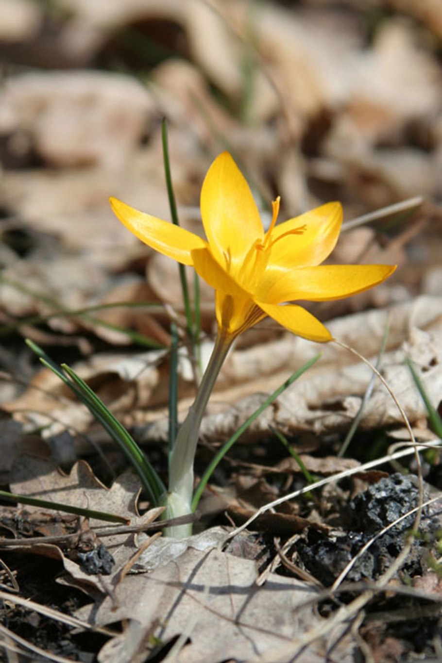 Крокус сузианский (узколистный)