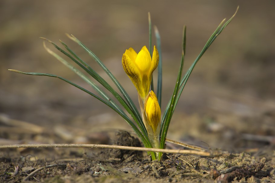 Крокус узколистный
