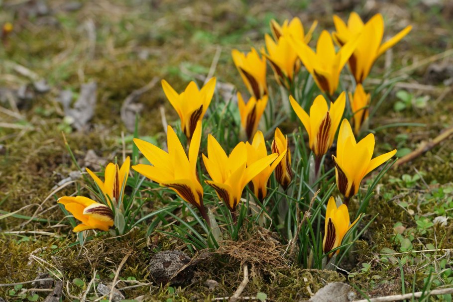 Шафран Гули