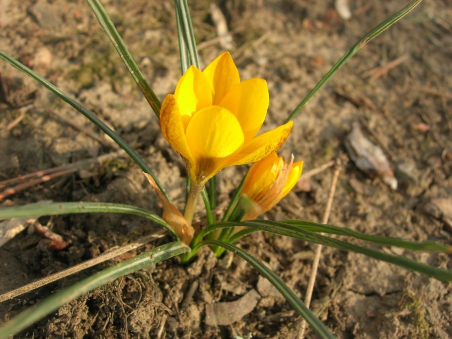 Шафран узколистный Крокус