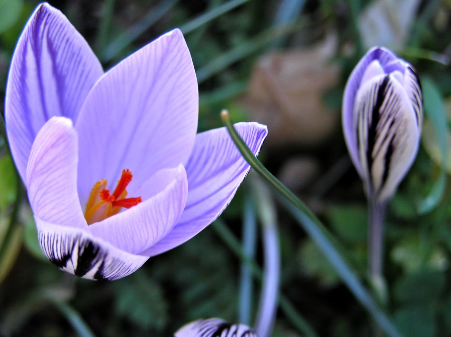 Шафран настоящий цветы