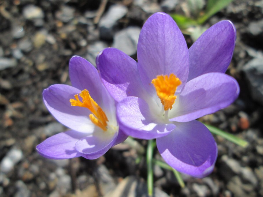 Крокус Шафран Томазини