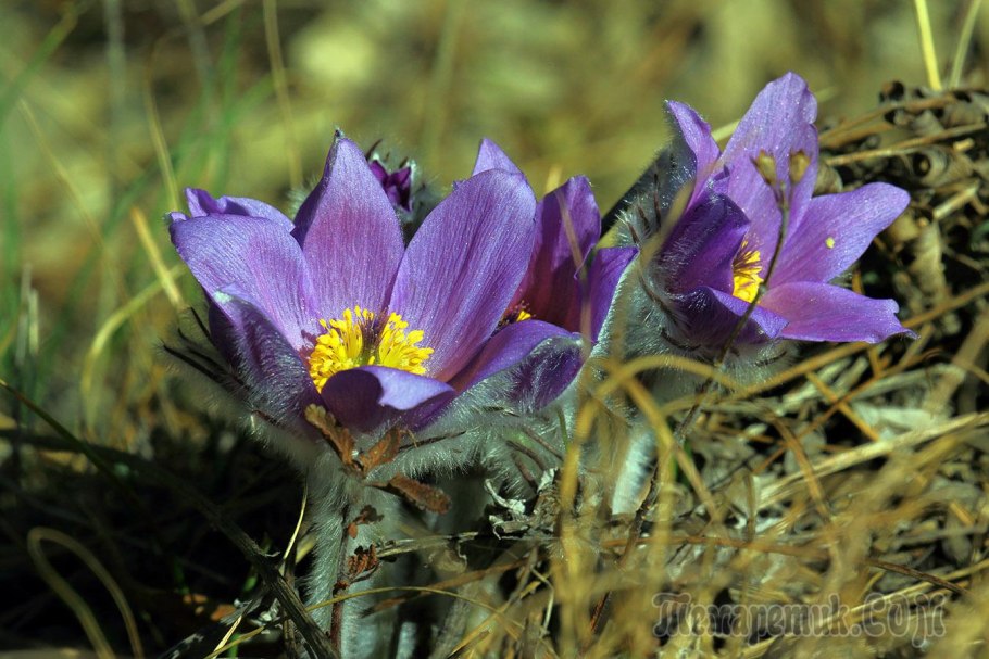 Прострел крымский сон трава