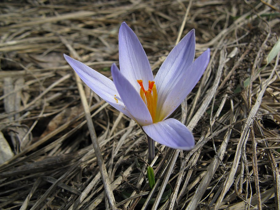 Шафран узколистный Крокус