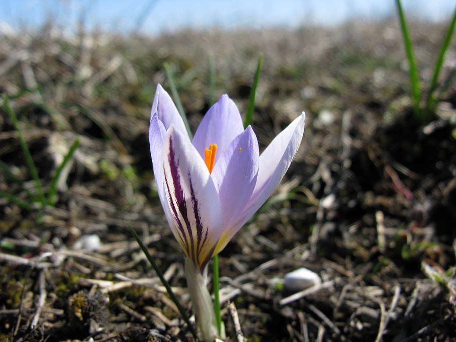 Шафран Палласа