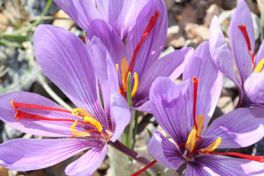 Шафран дерево