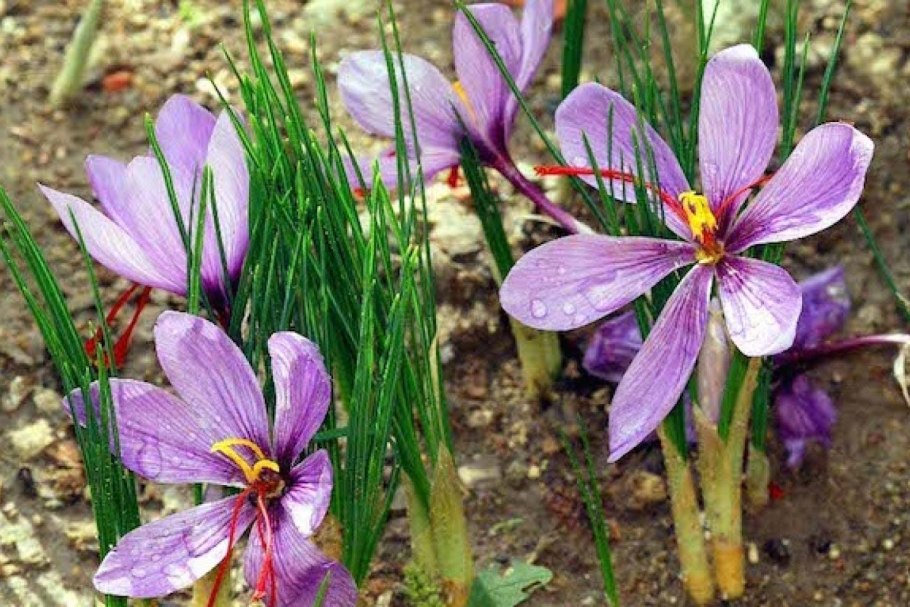Шафран однолетний