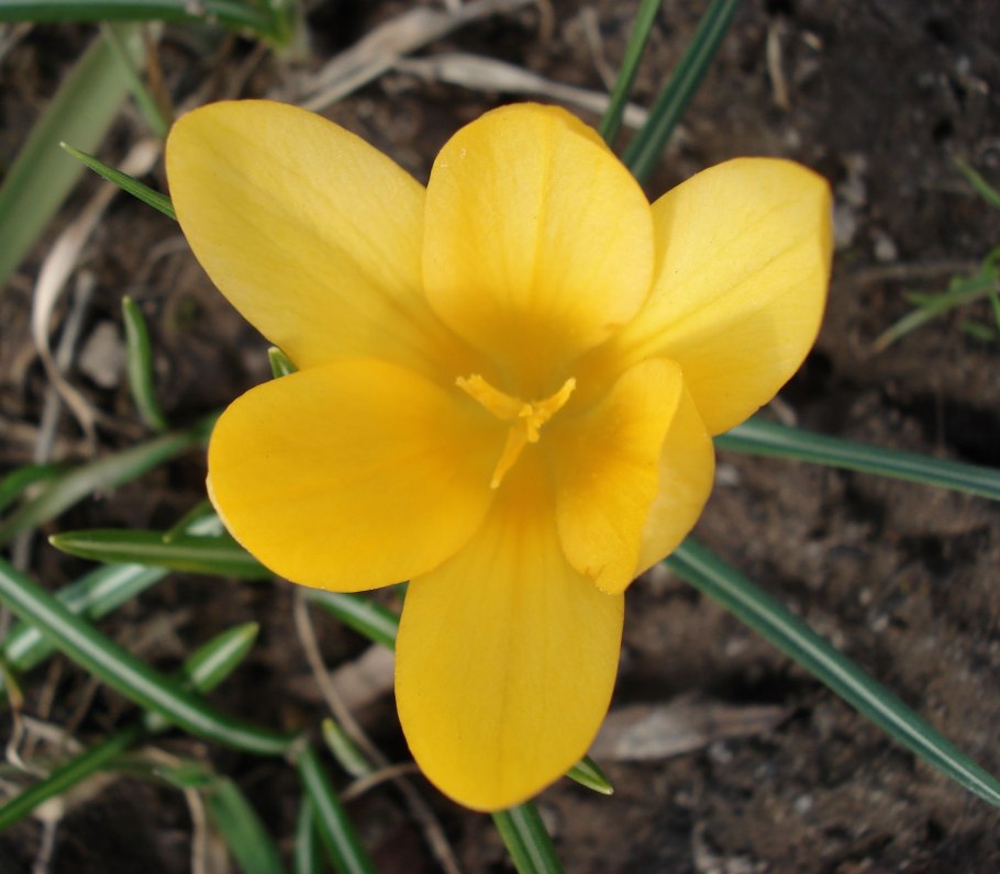 Крокус узколистный