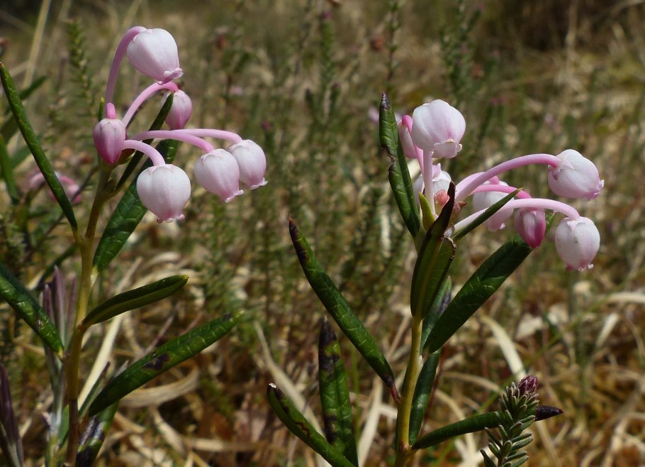 Шафраны цветы фото