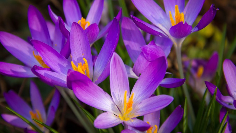 Крокус узколистный Ботанический