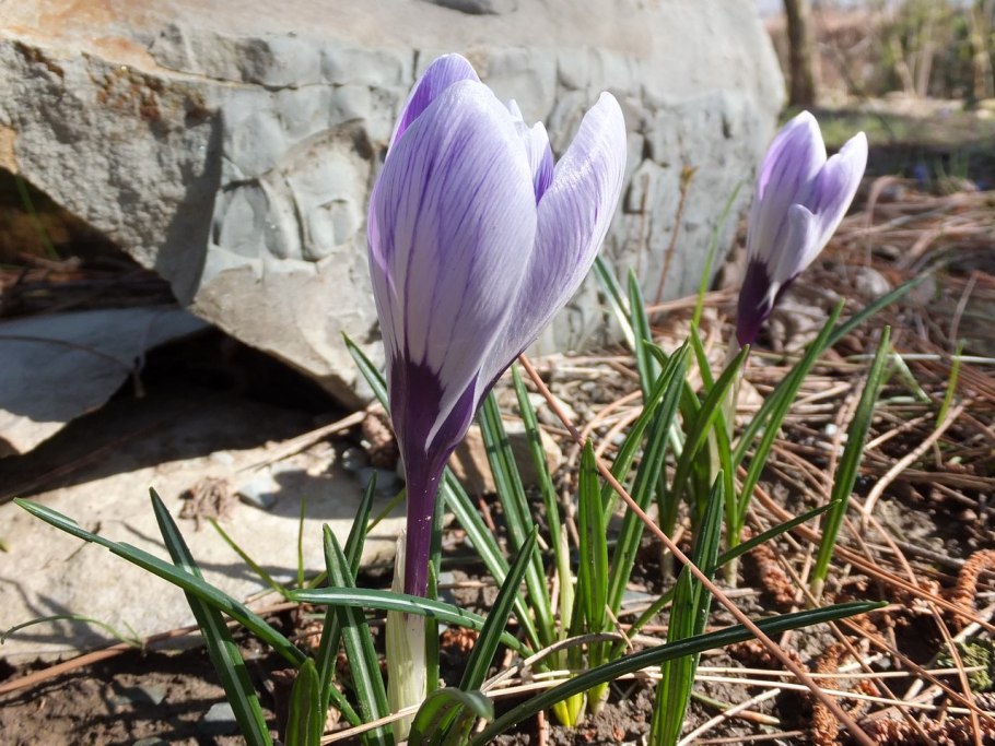 Шафран Алатауский