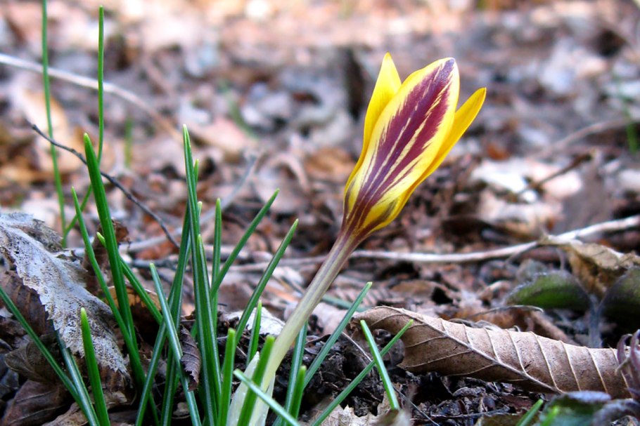 Крокус angustifolius