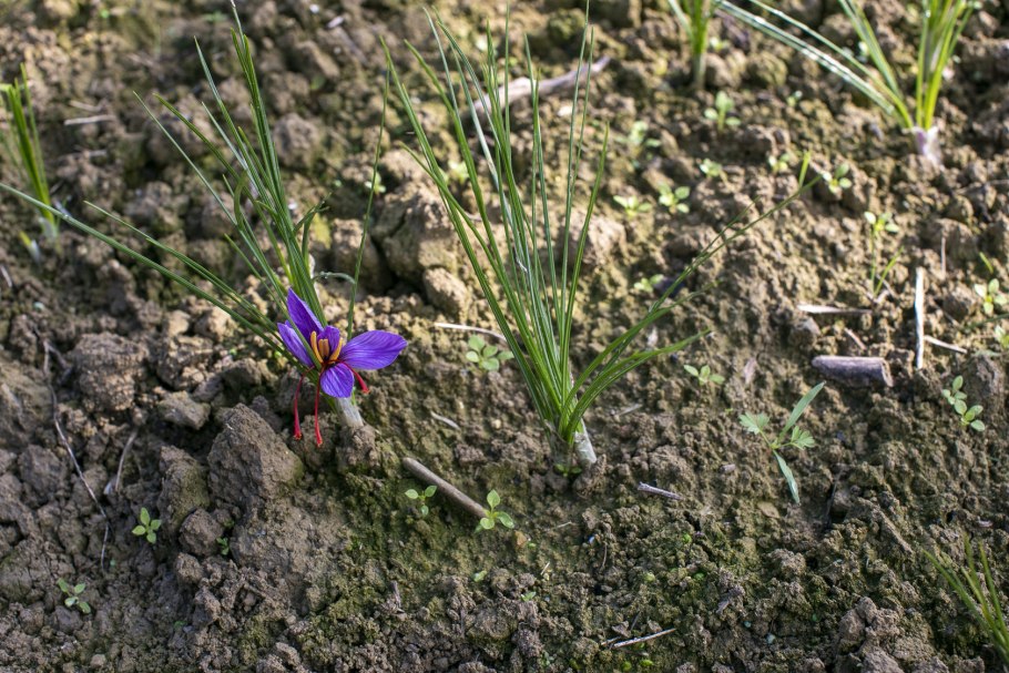 Кипрей широколистный