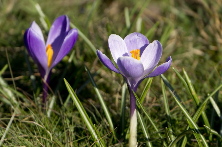 Крокус или Шафран