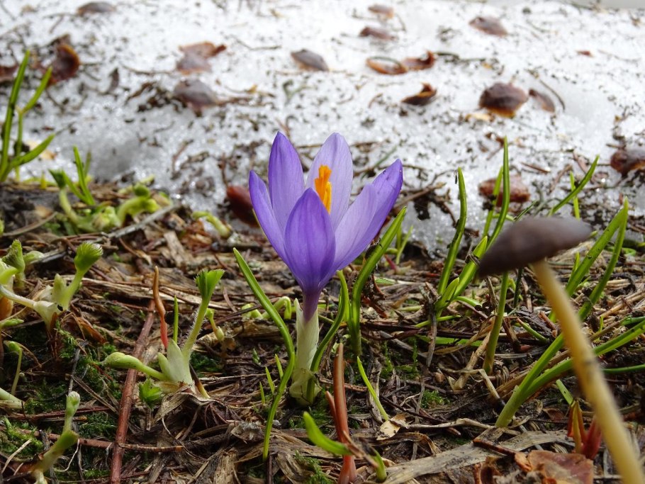 Крокус Блюберд