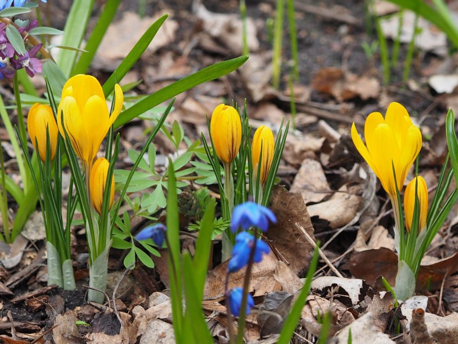 Крокус сузианский (Шафран)