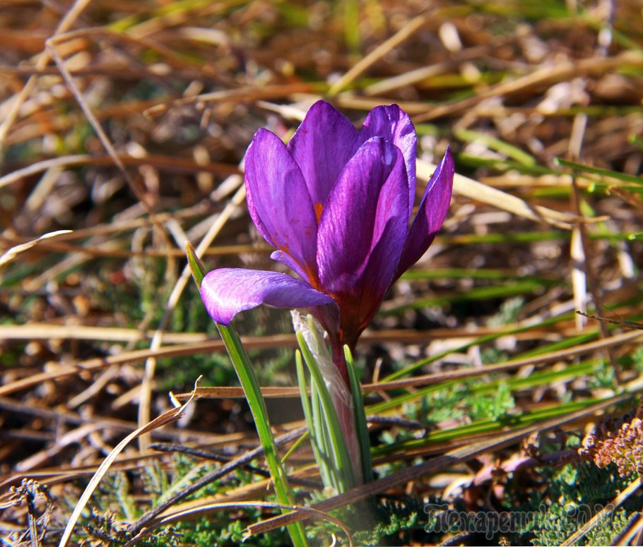 Шафран Долинный