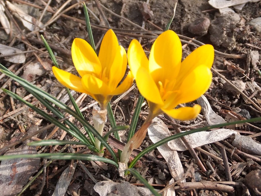 Крокус Голден Йеллоу