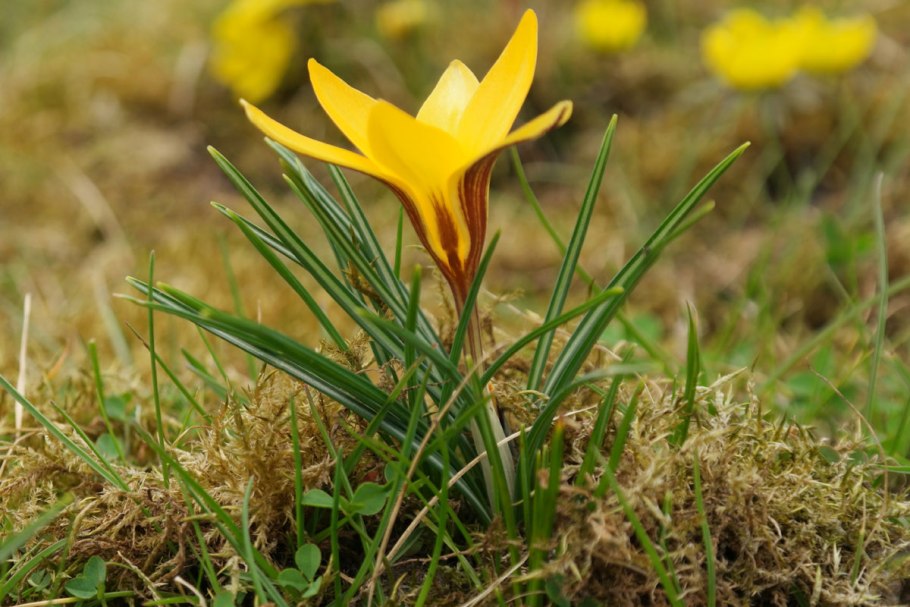 Крокус узколистный