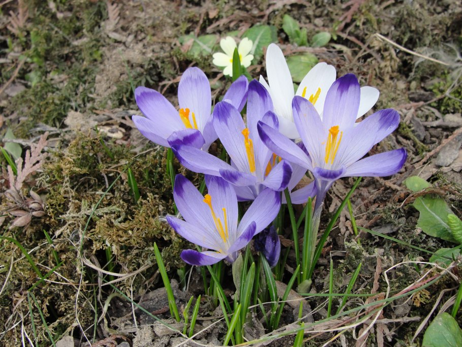 Просуренки цветок