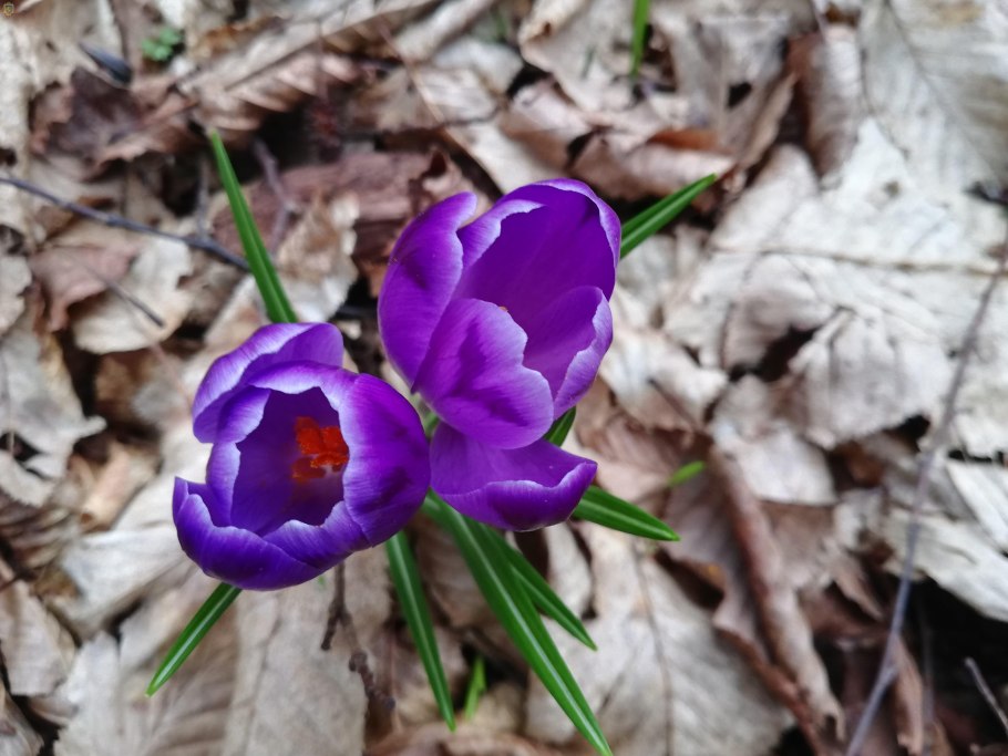 Шафран Крокус желтый Крым