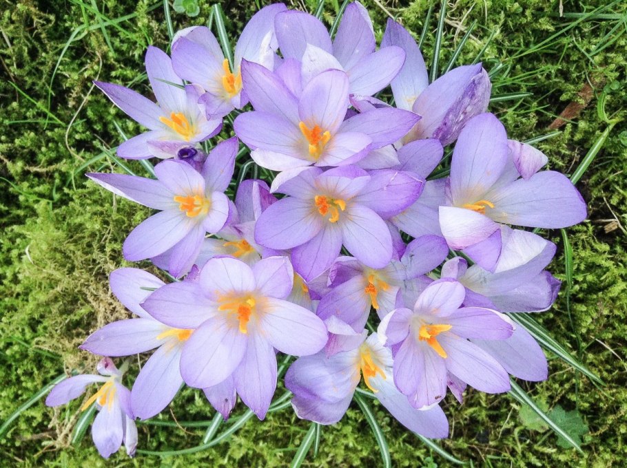 Крокус узколистный Ботанический