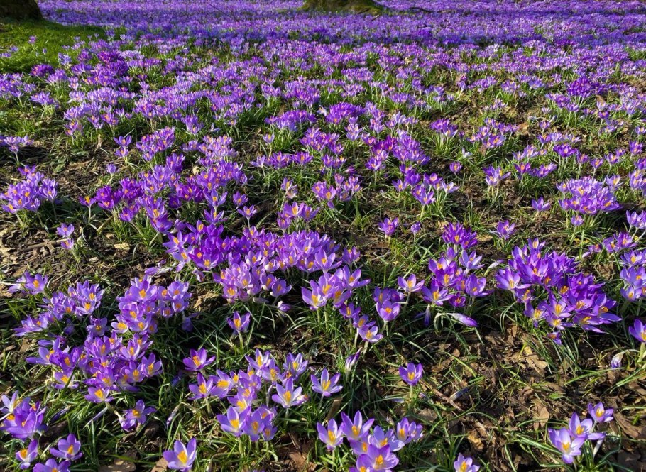 Крокус сузианский (Шафран)