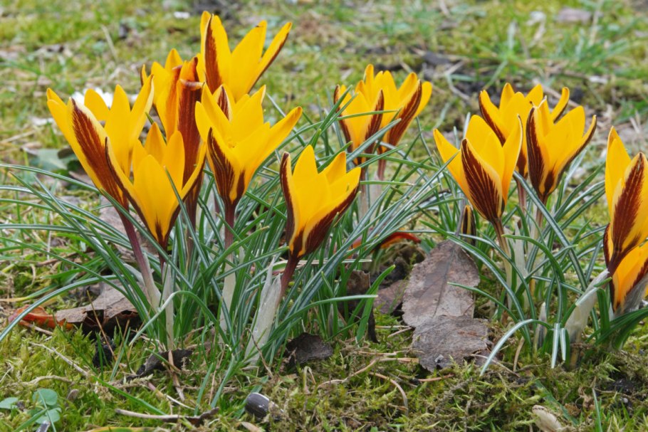 Крокус сузианский (Шафран)