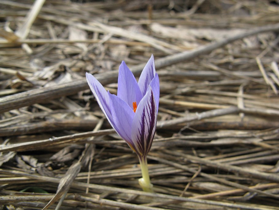 Шафран сетчатый (Крокус)