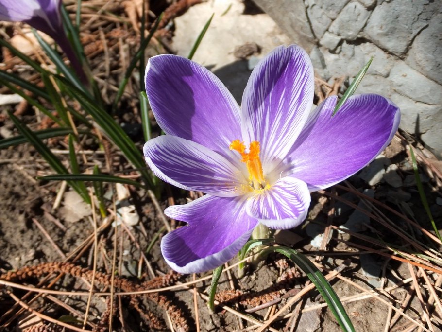 Крокус шафран крымский