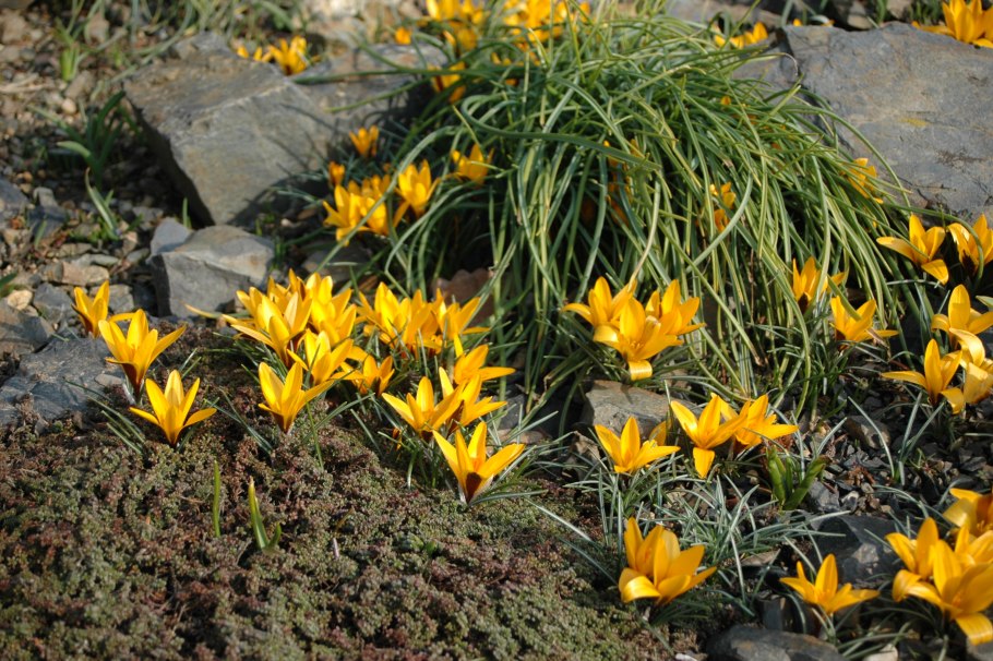 Крокус Крымский