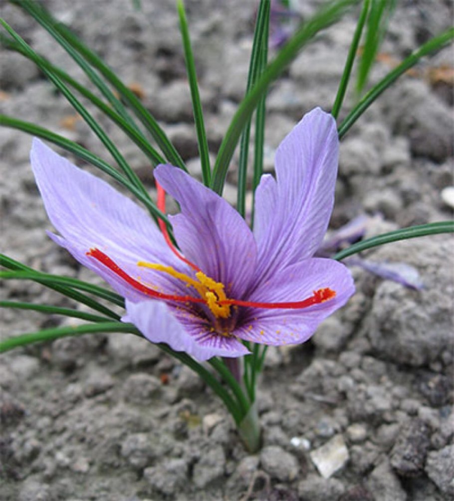 Крокус шафран цветок