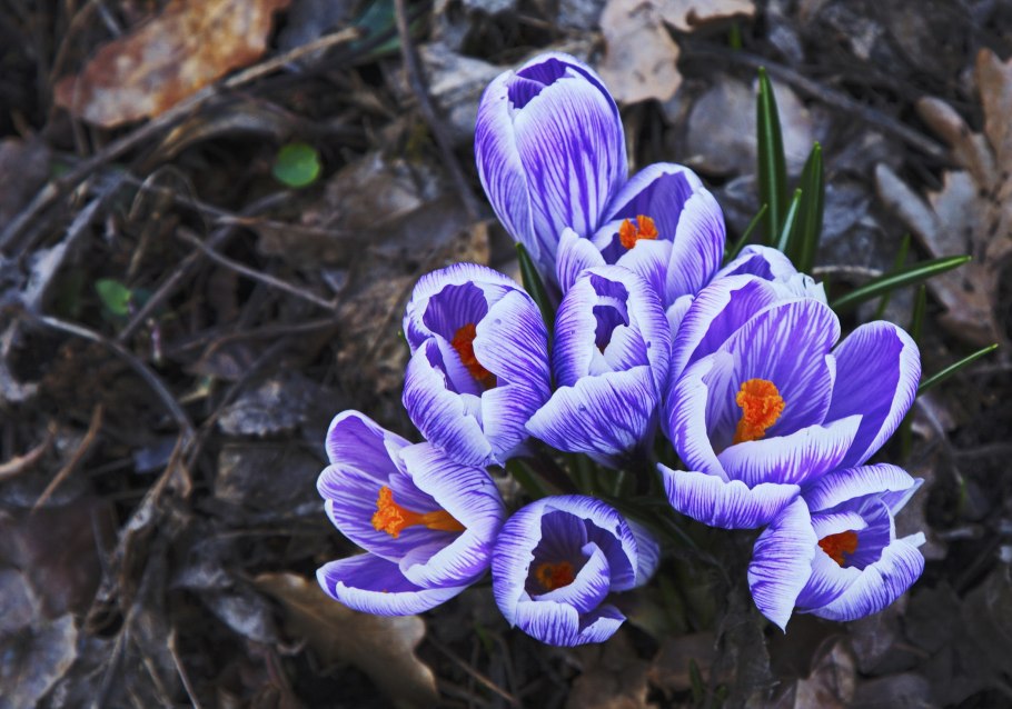 Крокус узколистный