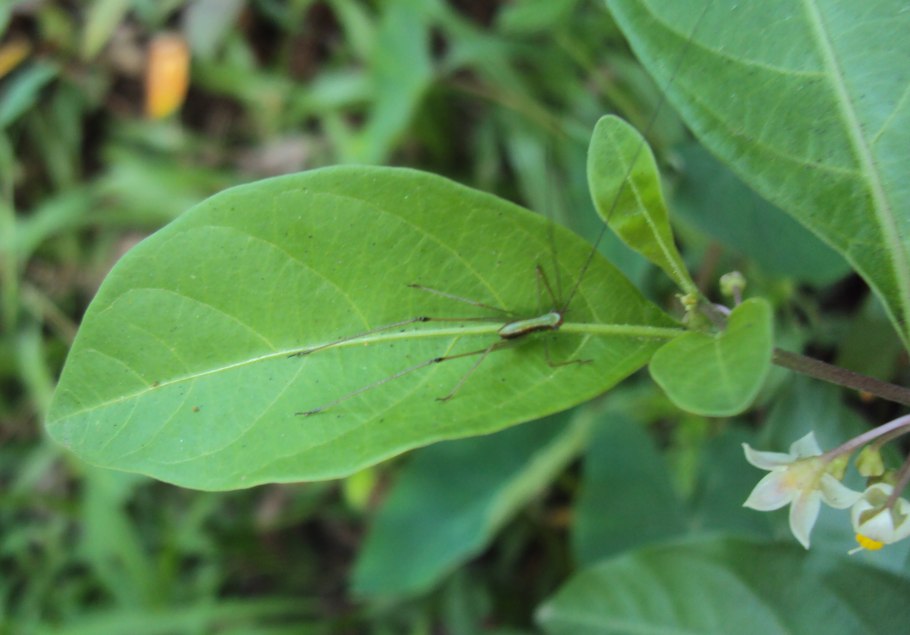 Котиледон леди Смит