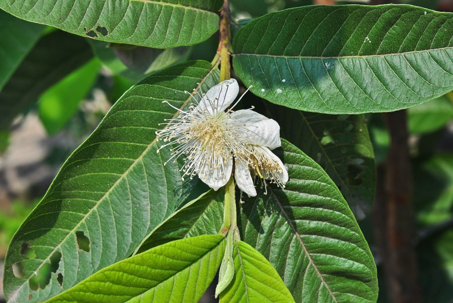 Alternanthera bettzickiana paronychioides’